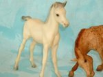 Family Arabian Alabaster Foal (FAF)