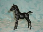 Family Arabian Black Foal (FAF)