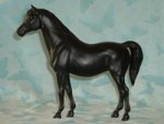 Family Arabian Black Mare