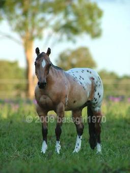 Custom Appaloosa Matriarch