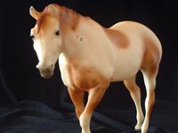 Pinto Indian Pony Matt