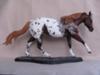 Custom Model - Appaloosa