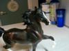 mahogany herd stallion
